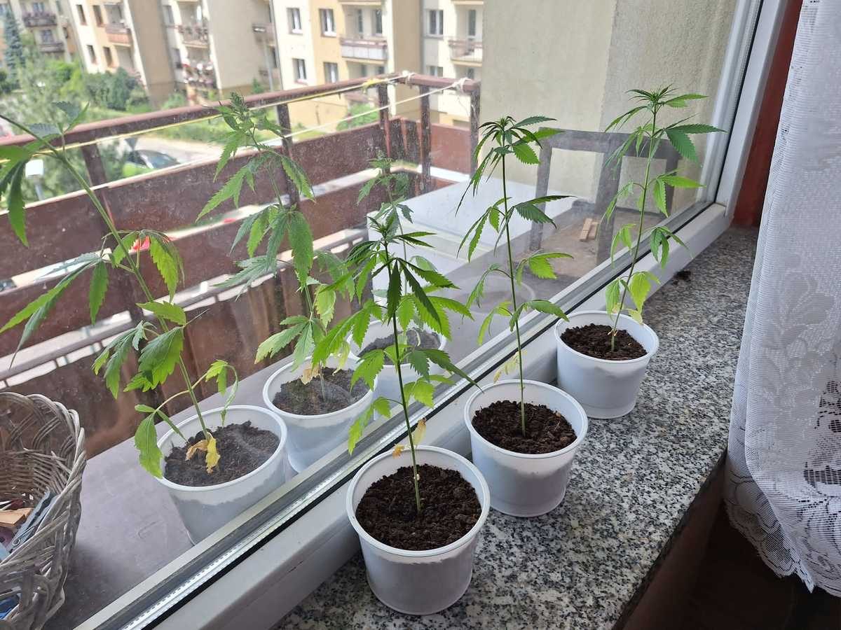Uprawa konopi indyjskich w mieszkaniu, posiadanie marihuany oraz nielegalny pobór prądu