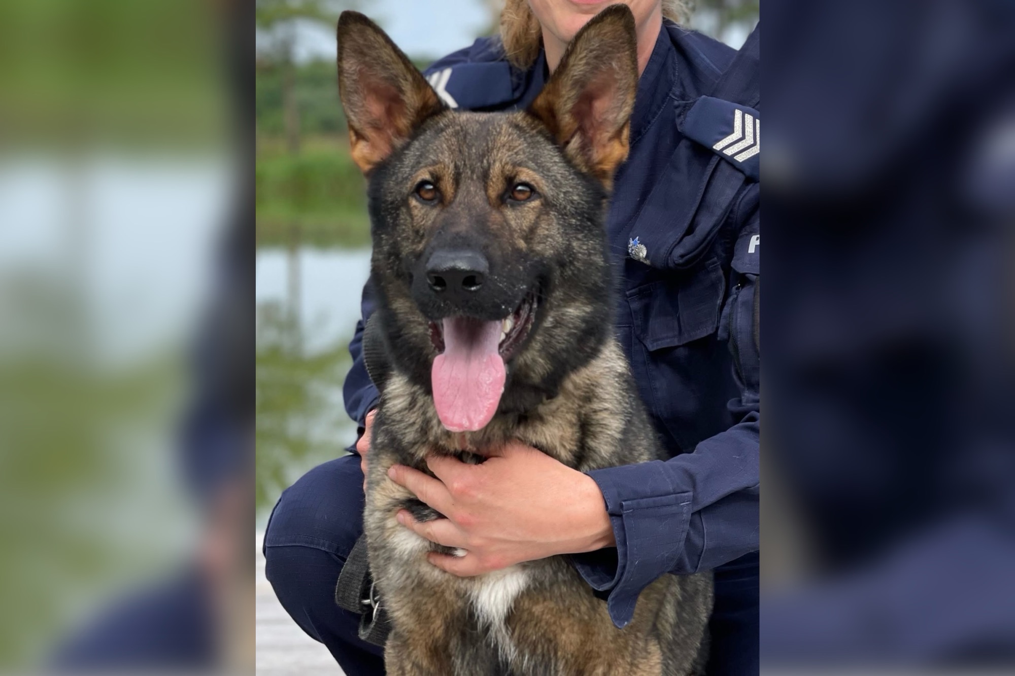 Dzień Psa: Poznajcie Runę – czworonożną funkcjonariuszkę policji