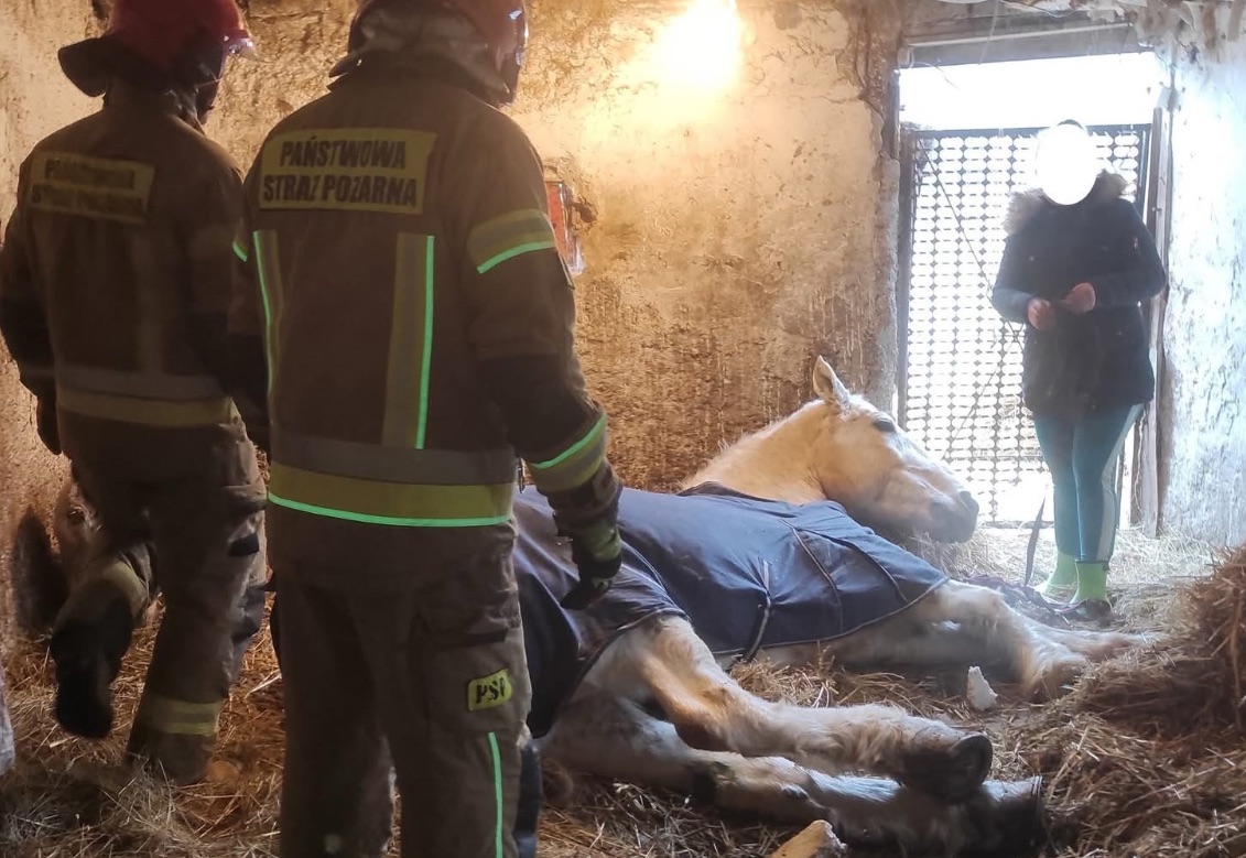 Strażacy z JRG Złotoryja ratują konia w sytuacji zagrożenia życia