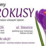 Tysiące cebulek trafią na złotoryjskie planty. Mieszkańcy mogą dołączyć do sadzenia