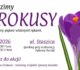 Tysiące cebulek trafią na złotoryjskie planty. Mieszkańcy mogą dołączyć do sadzenia