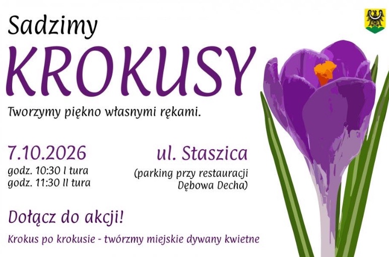 Tysiące cebulek trafią na złotoryjskie planty. Mieszkańcy mogą dołączyć do sadzenia